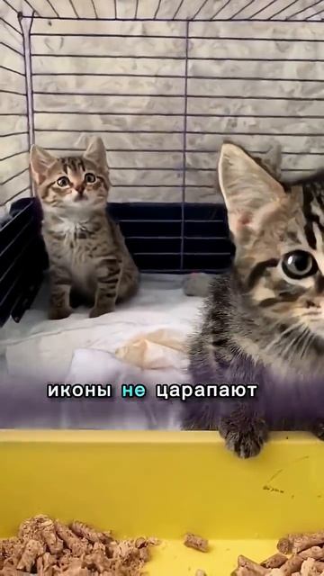 Три кошечки и три котика. Котята в Добрые руки. Кошки Задонского Монастыря