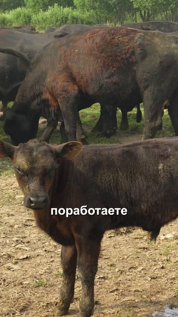 Ваш друг снова говорит, что выгорел? Отправь ему способ, который дешевле любого ретрита #ферма
