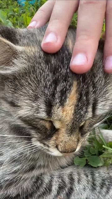#мур #🐈⬛ #мурмур #кот #красивая
в гости пришла красивая кошечка Volvo