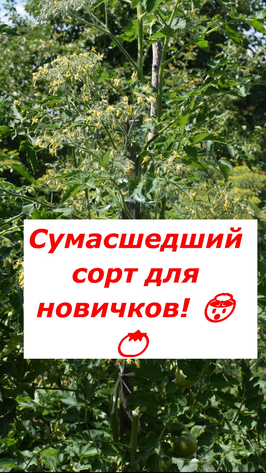 Желтое облако в открытом грунте: секрет черри Барри