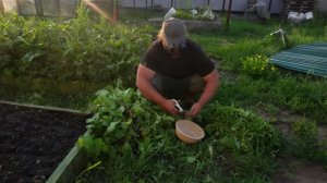 Третий раз сею редиску У хорошего огородника в Сибири получается вырасти 4-ре раза её за лето ОГОРОД