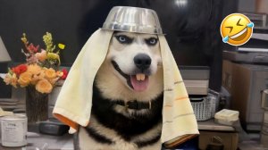 Самые смешные видео с собаками и кошками 2026😼🐶Постарайся не засмеяться😜