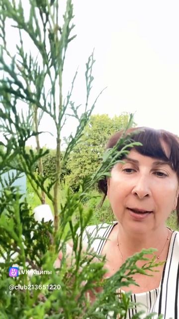 Туя Вагнери западная