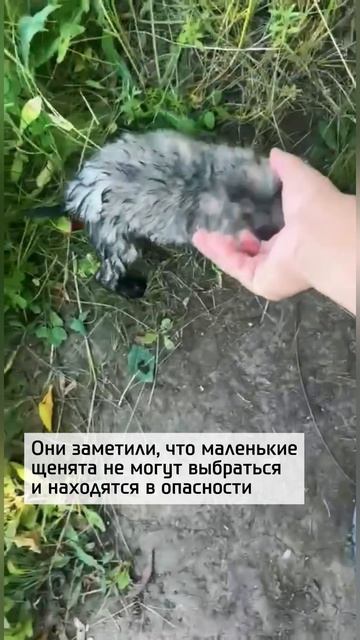 Шесть хвостиков получили второй шанс на жизнь