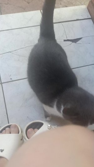 Мои кошки