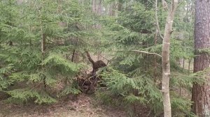 Портал в лесу или аномальная зона