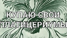 Купаю Свои Платицериумы