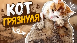 Кот грязнуля