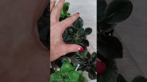 Фиалки почтой России. Я в Максе _ 89192263851