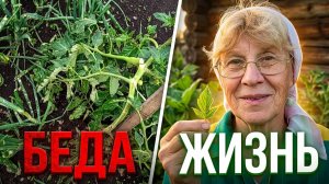 От сломанной ветки к новому листу : как восстанавливаюсь я и природа