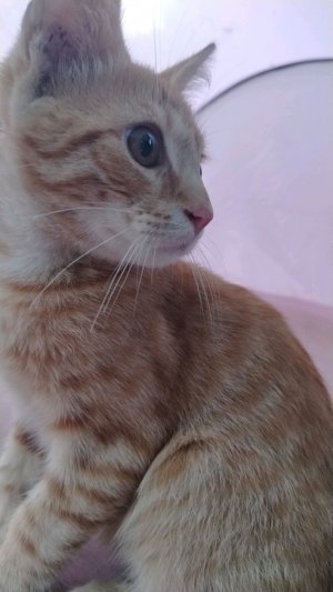 к нам участок Прибежал рыженький котёнок
