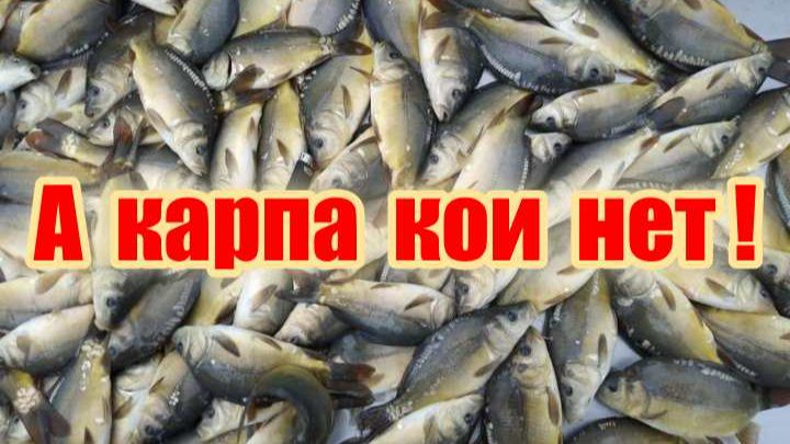 Малька карпа кои нет ! смотреть онлайн