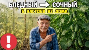 5 бесплатных подкормок огурцов - потом ведро каждые три дня!