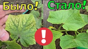 Почему желтеют листья огурцов и как это остановить навсегда!