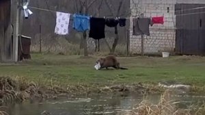 Бобр оставил поляка без трусов. 

Животное раз за разом ворует нижнее белье у местного жителя,