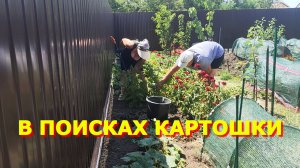 151. Копаем пока не спеклась,