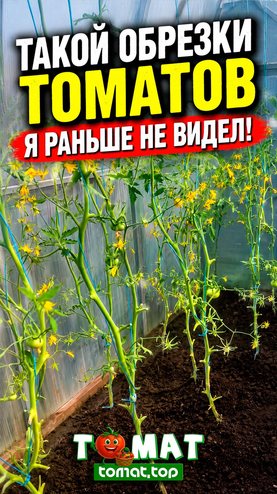 Агротехника выращивания томатов