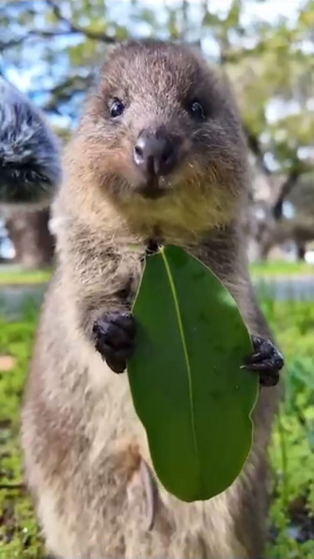 Квокка Ням-Ням #квокка #quokka #животные #animals #рекомендации #trending #fun #funnyvideo #shorts
