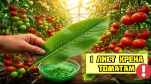 Срочно сделайте Это с помидорами, пока не поздно! Хрен против фитофторы у томатов!