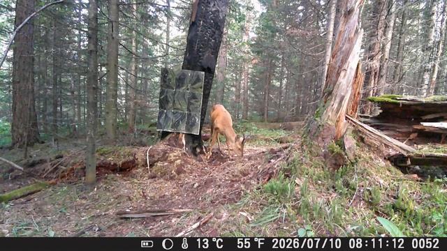 Видео от Красноярская тайга. Фотоловушки