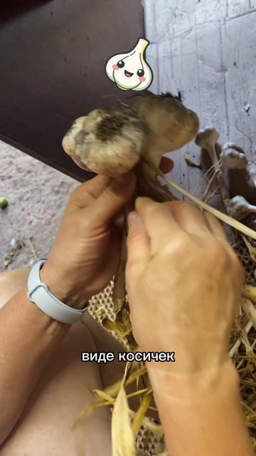 Зимний чеснок- наш выбор!