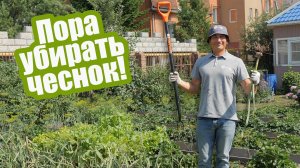 Как и когда выкапывать чеснок: уборка ярового и озимого чеснока