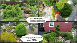 Корректирующая обрезка растений