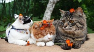 Кот-одуванчик Курин