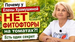Фитофтора уничтожает томаты? Вот что нужно сделать заранее