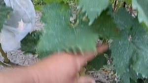 спасаем виноград от расклёва птицами.