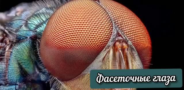 Фасеточные глаза
