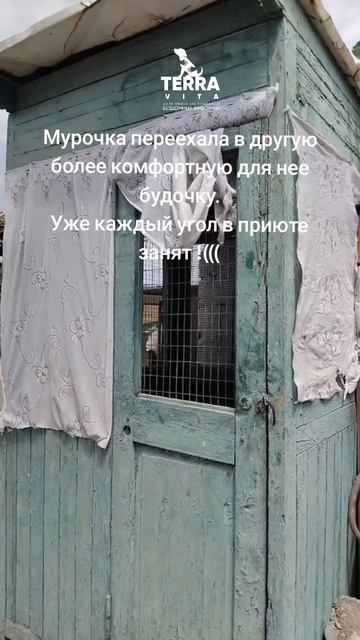 Мурочка пережила насилие