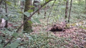 Мое разочарование....