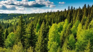 Лес — это наше богатство. БЕРЕГИ КАЖДОЕ ДЕРЕВО!