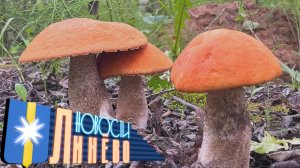 Грибная охота, полезно и вкусно.