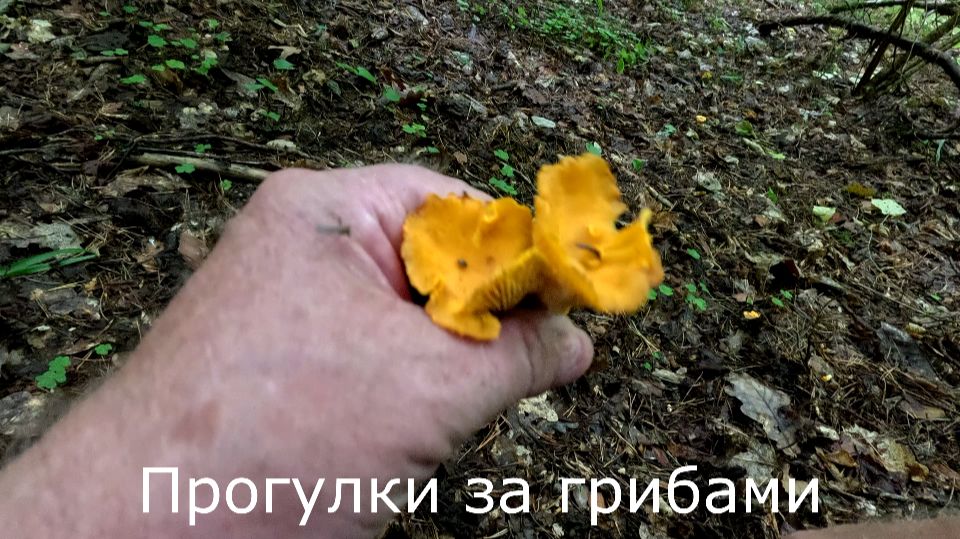 Прогулки за грибами. И на лисичкиной горке появились лисички. смотреть онлайн