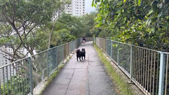 Сегодня я гулял по Bowen Road Fitness Trail в Гонконге. 🐾