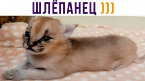 МИКРО-ШЛЁПА)) Приколы с котами