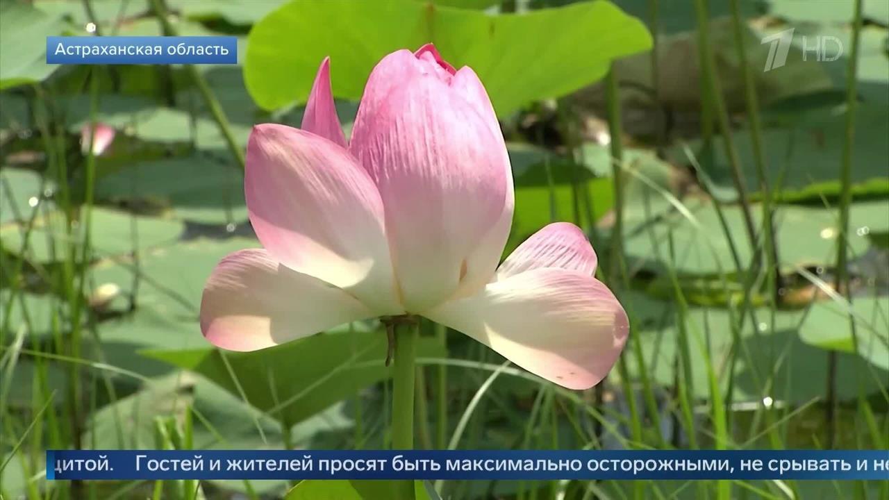 В Астраханской области распустились первые краснокнижные лотосы: кадры.