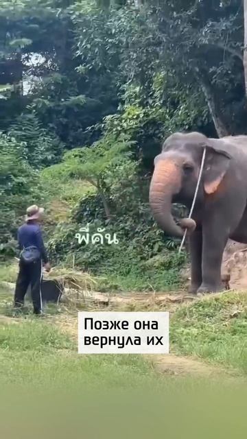 Слониха отобрала грабли у человека, чтобы почесаться