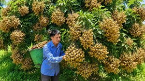Сбор урожая фруктов лонган, продажа на рынке и приготовление ужина. Энзо. Вьетнам
