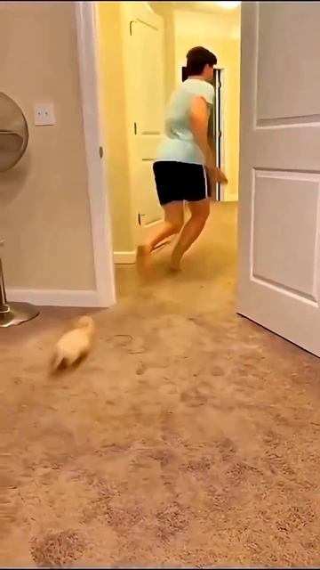 Funny dogs смотреть онлайн
