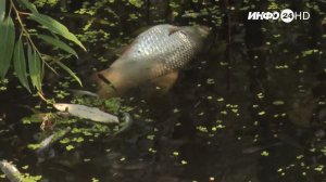 В водоемах Курганской области массово гибнет рыба