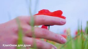 Очень Красивая Песня Хочется слушать бесконечно КРАСНЫЕ МАКИ Лучшая новинка @ClipOnem