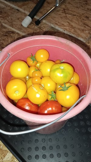 Война с котами проиграна 🐈⬛Косим газоны🌿Груша сломалась🍐Помидоры🍅