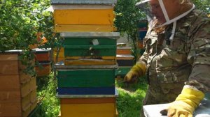БЫСТРОЕ УВЕЛИЧЕНИЕ ПАСЕКИ. СОЗДАНИЕ И РАЗВИТИЕ ОТВОДКОВ