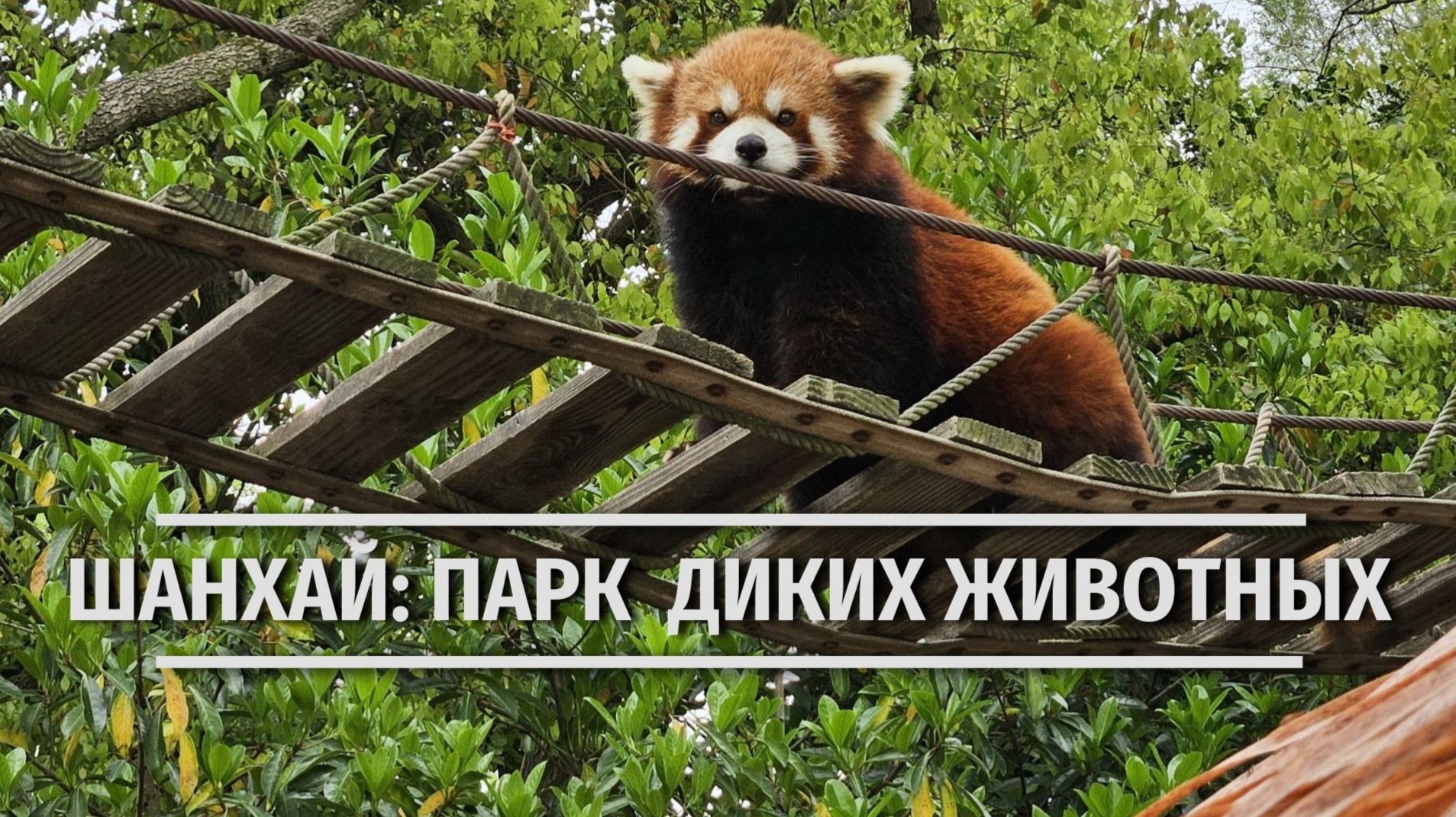 Парк диких животных в Шанхае: кормим панд, жирафов и зебр с рук