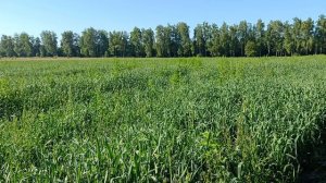 Продуктивное поле вико-овса возле фермы