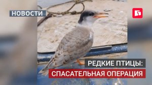 В Амурске рыбак спасает редких птиц от большой воды. 22/07/2026