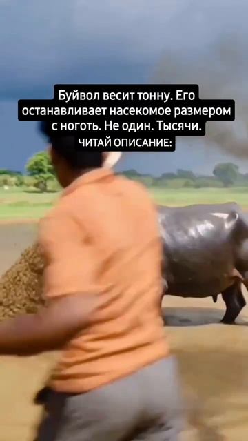 Рой пчел и бык бессилен Рой пчел и бык бессилен